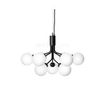 Apiales Chandeliers