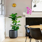 gossa-sconce