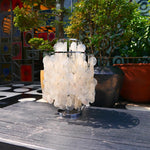 shell-table-lamp