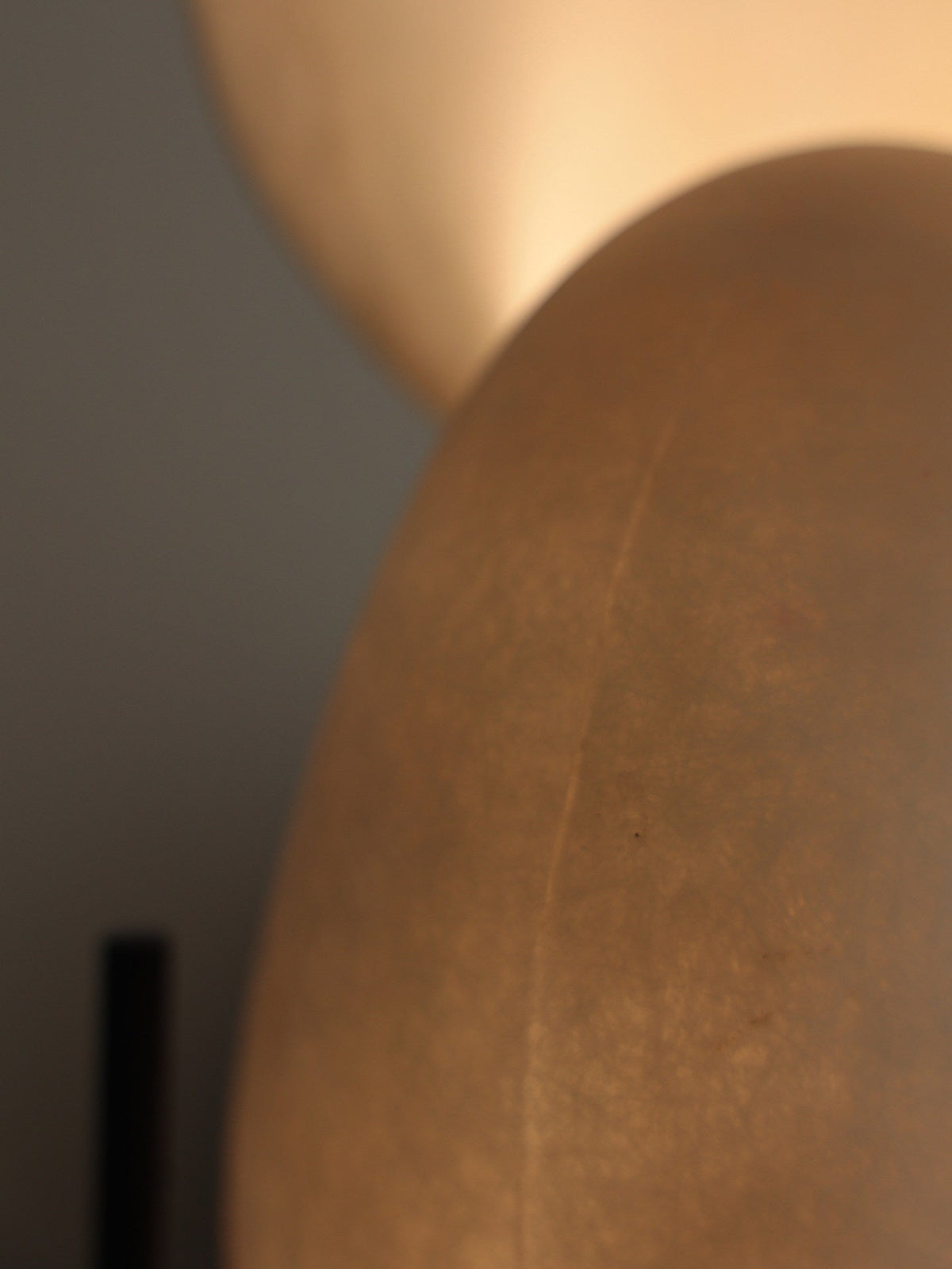 Conch Bloom Sculptural Resin Table Lamp with Nautilus Shell Design