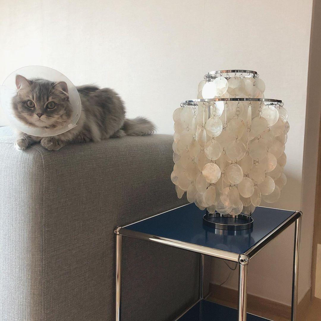 shell-table-lamp